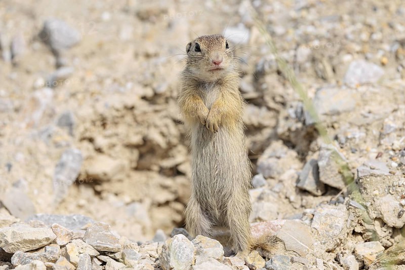 A young European ground squirrel (Spermophilus citellus) or European souslik stands upright on a gravel mound near its burrow