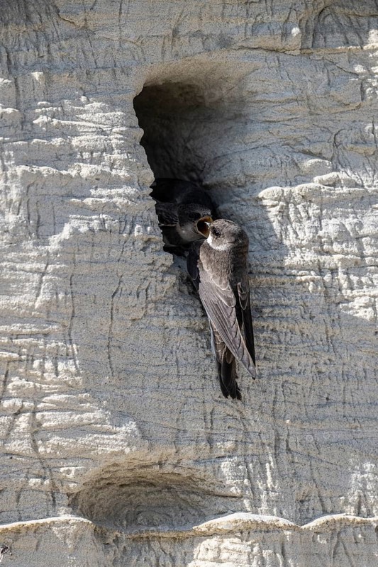 Sand martins (Riparia riparia), Emsland, Lower Saxony, Germany