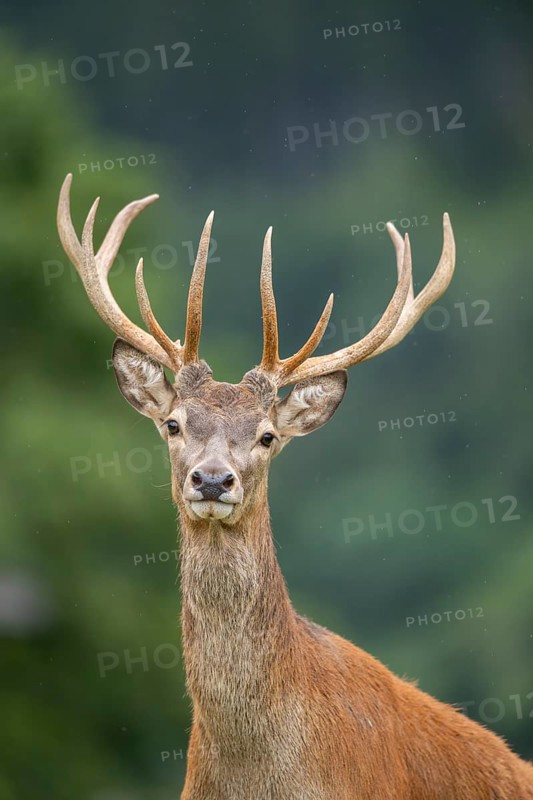 Red deer (Cervus elaphus) stag, portrait, tirol, Kitzbühel, Wildpark Aurach, Austria
