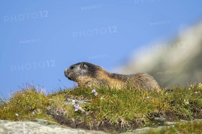 Alpine marmot (Marmota marmota) in autumn, Grossglockner, High Tauern National Park, Austria