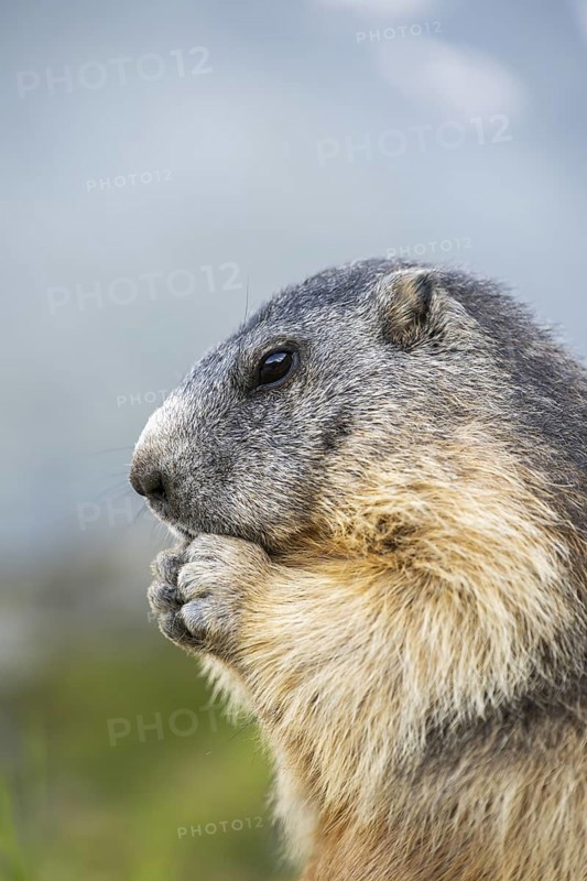 Alpine marmot (Marmota marmota) in autumn, Grossglockner, High Tauern National Park, Austria