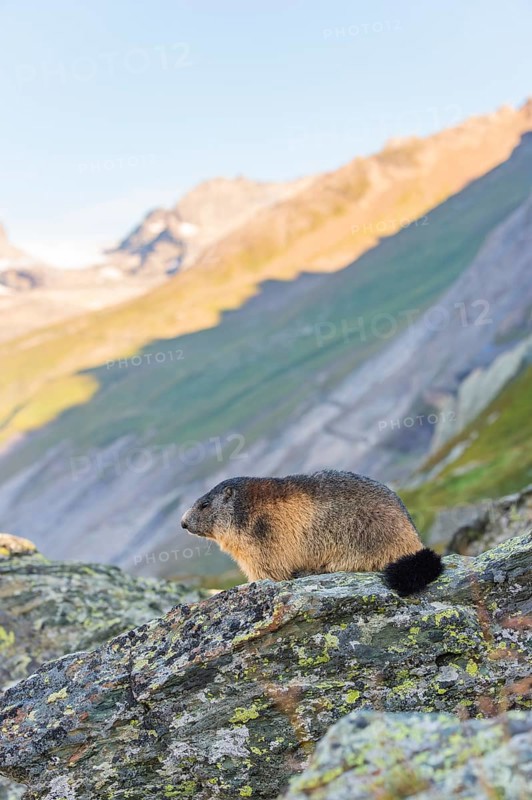 Alpine marmot (Marmota marmota) in autumn, Grossglockner, High Tauern National Park, Austria