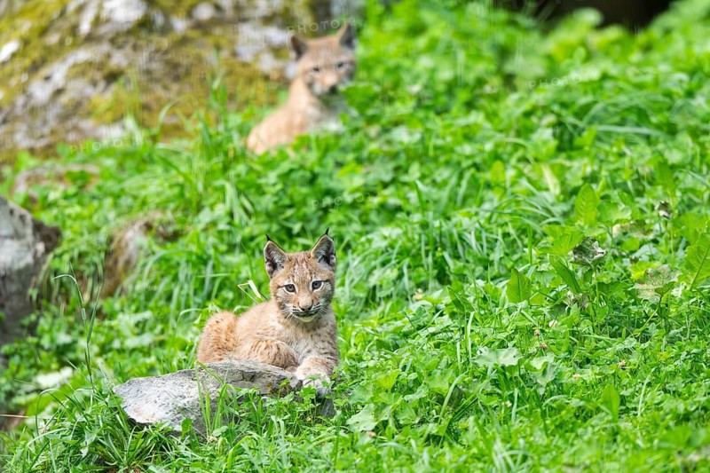 Eurasian lynx (Lynx lynx) youngster on a meadow, Bavaria, Germany