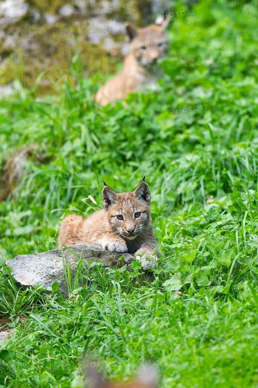Eurasian lynx (Lynx lynx) youngster on a meadow, Bavaria, Germany