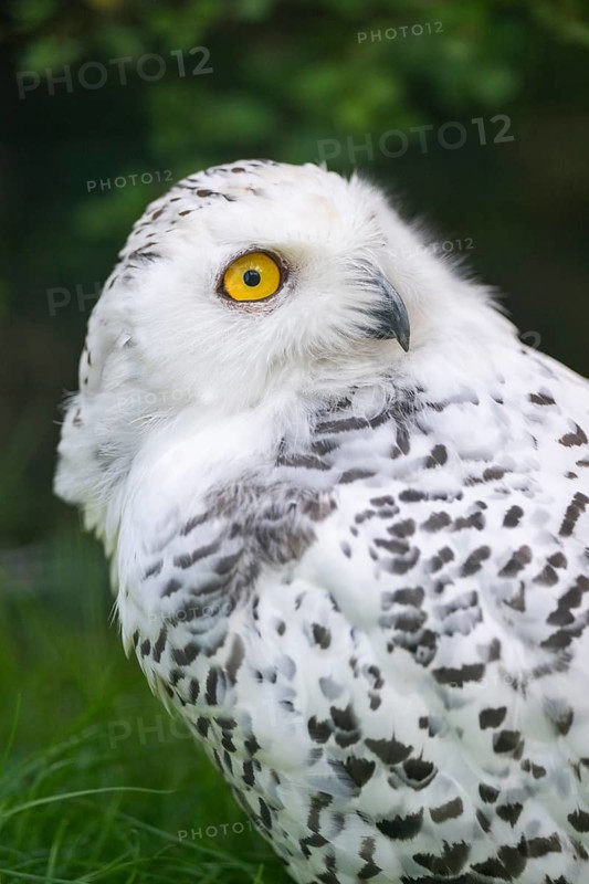 Snowy owl (Bubo scandiacus), portrait, Bavaria, Germany