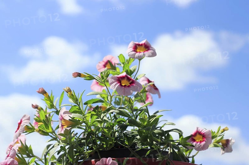 Blooming magic bells (Calibrachoa), in front of a blue sky, North Rhine-Westphalia, Germany