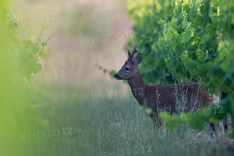 Roebuck in the vineyard in summer, Wittlich, Rhineland-Palatinate, Germany