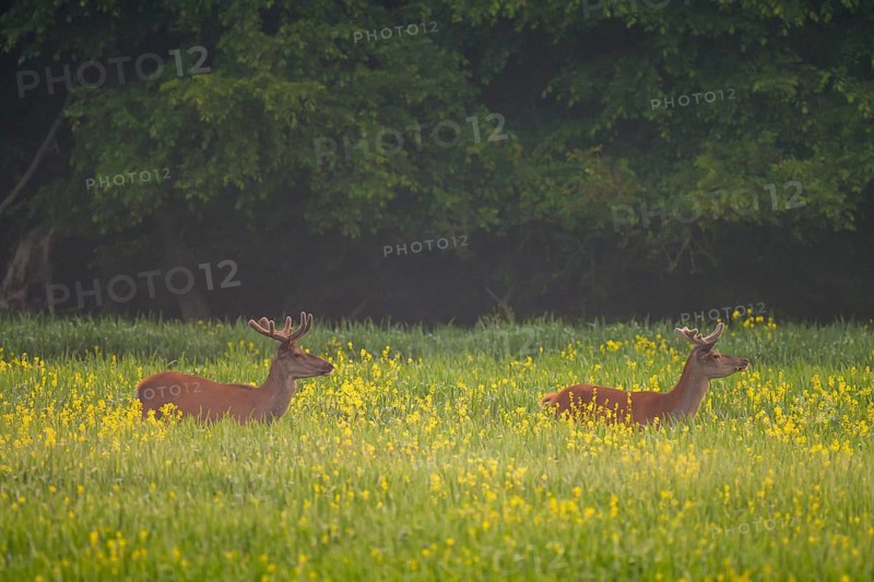 Red deer (Cervus elaphus), velvet antlers, field, meadow, light fog, Lower Austria