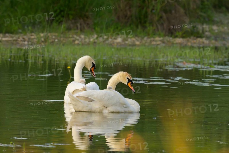 Mute swans (Cygnus olor), juveniles, water, Lower Austria