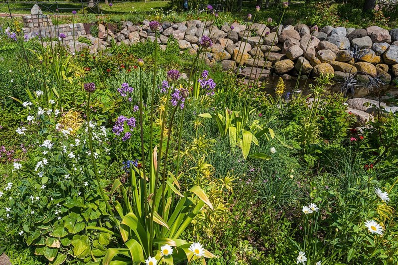 Blooming flowers at the Lachsenbach, Eckernförde, Baltic Sea, Schleswig-Holstein, Germany