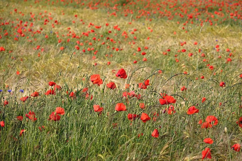 Beautiful picturesque poppy field, June, Germany