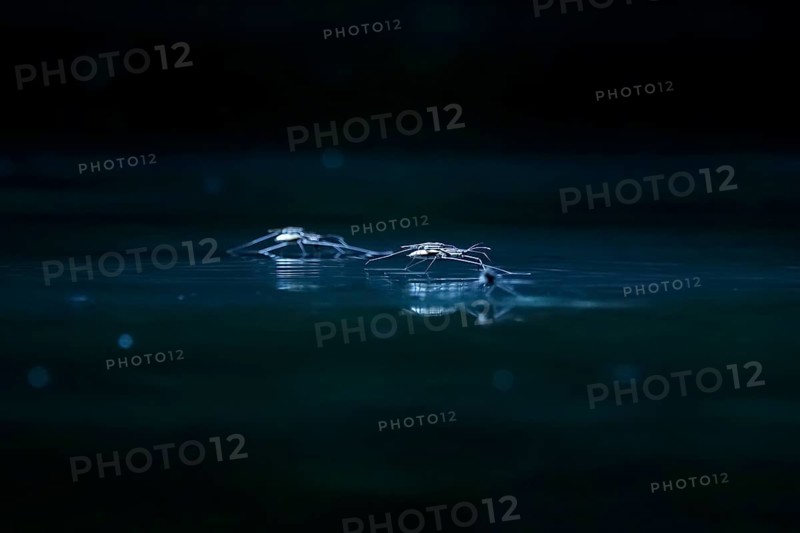 Insect Water strider (Gerridae) on a river, June, Saxony, Germany