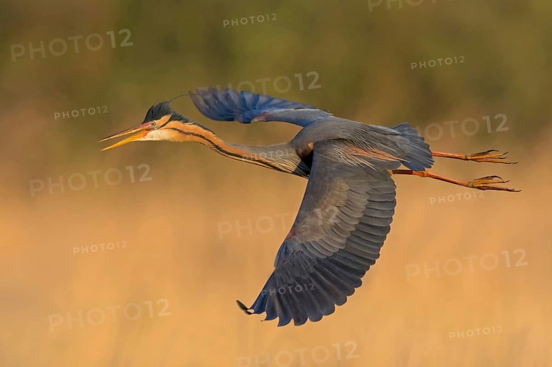 Purple Heron, (Ardea purpurea), animals, birds, heron family, flight photo, side view, Wagbach Lowlands, Everglades National Park, Florida, USA