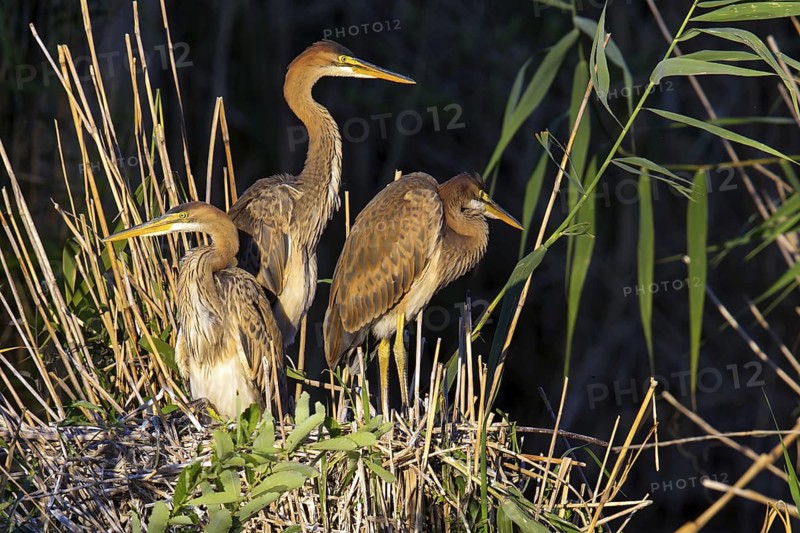 Purple heron, (Ardea purpurea), animals, birds, heron family, three herons at the nest, young birds, Wagbachniederung, Baden-Württemberg, Germany