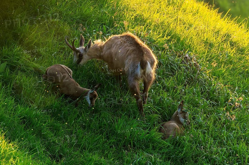 Chamois with two fawns on a steep meadow in the light of the setting sun, chamois, chamois, (Rupicapra rupicaprae), wildlife, Vosges, France