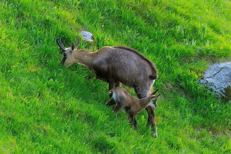 A chamois with its young in a meadow, chamois, chamois, (Rupicapra rupicaprae), wildlife, Vosges, France