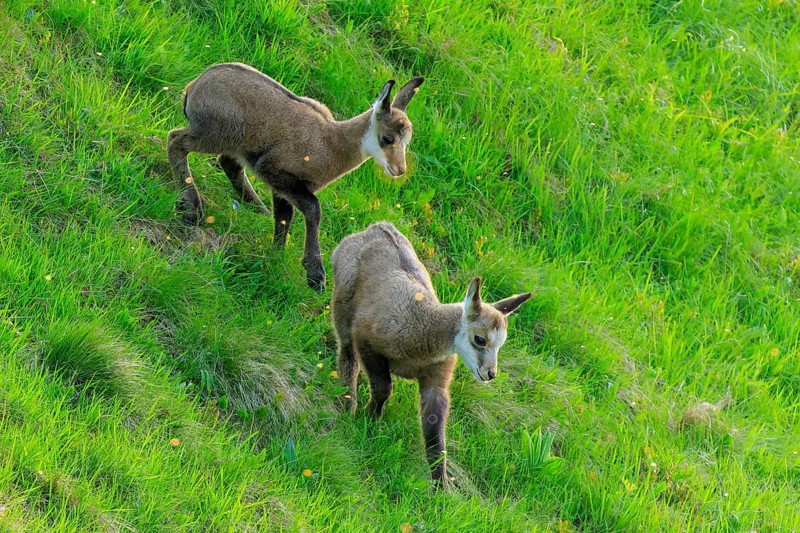 Two fawns standing on a green meadow, chamois, chamois, (Rupicapra rupicaprae), wildlife, Vosges, France