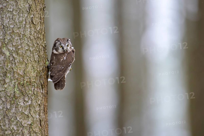 Great horned owl (Aegolius funereus), sitting close to a spruce trunk in a winter landscape, biosphere reserve, Swabian Alb, Baden-Württemberg, Germany