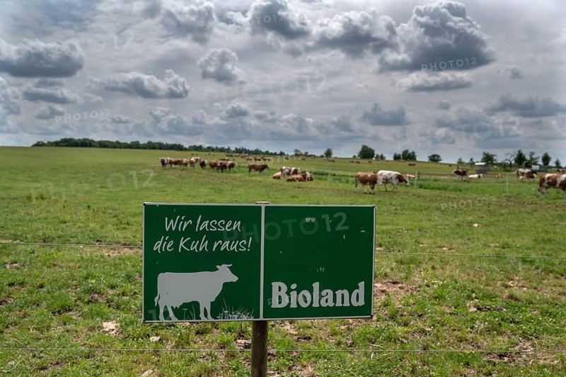 Free-range dairy cows on an organic farm, Bavaria, Germany