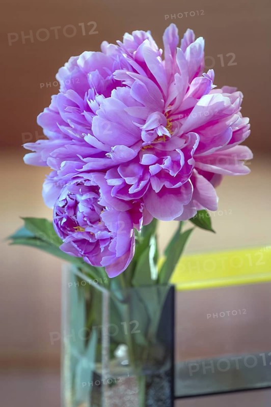 Peony blossoms (Paeonia), Bavaria, Germany
