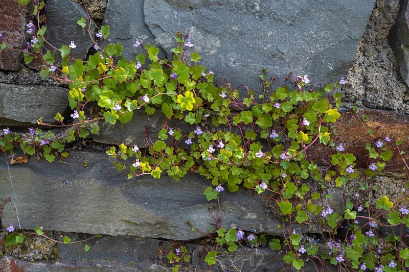 Cymbalaria muralis on a wall, North Rhine-Westphalia, Germany