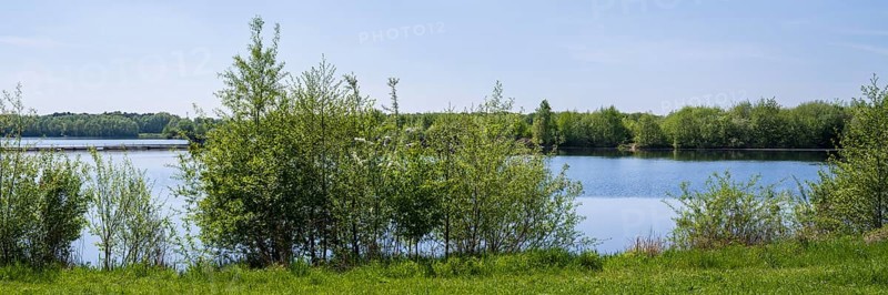 Shrubs on the shore of the Lippesee, reservoir, Sande, Paderborn, Westphalia, North Rhine-Westphalia, Germany