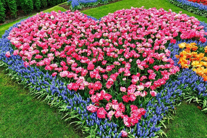 Heart, bed with tulips (Tulipa) and grape hyacinths (Muscari), view from above, Keukenhof Gardens, Lisse, Bollenstreek, South Holland, Netherlands