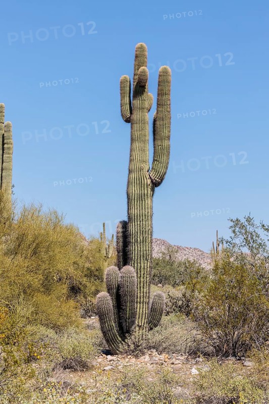Saguaro (Carnegiea gigantea) cacti at the White Tank Mountain Regional Park in Phoenix, Arizona, USA