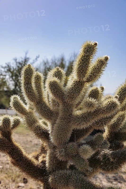 Closeup of a teddy bear cholla (Cylindropuntia bigelovii) cactus at the White Tank Mountain Regional Park in Phoenix, Arizona, USA