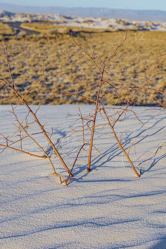 Gypsum dunefields at White Sands National Monument located within the Chihuahuan Desert and the Tularosa Basin near Alamorodo, New Mexico, USA