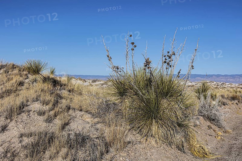 Gypsum dunefields at White Sands National Monument located within the Chihuahuan Desert and the Tularosa Basin near Alamorodo, New Mexico, USA