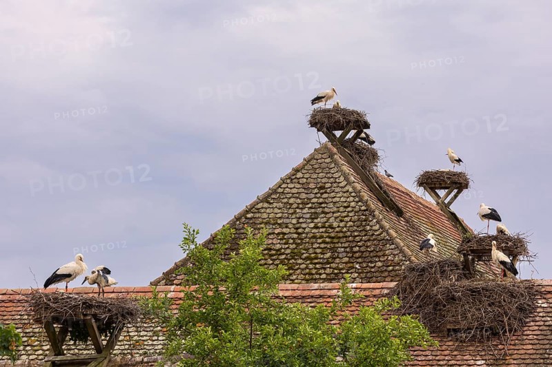 White stork (Ciconia ciconia), many stork nests on the roof of a house, birds, Affenberg Salem, Linzgau, Baden-Württemberg, Germany