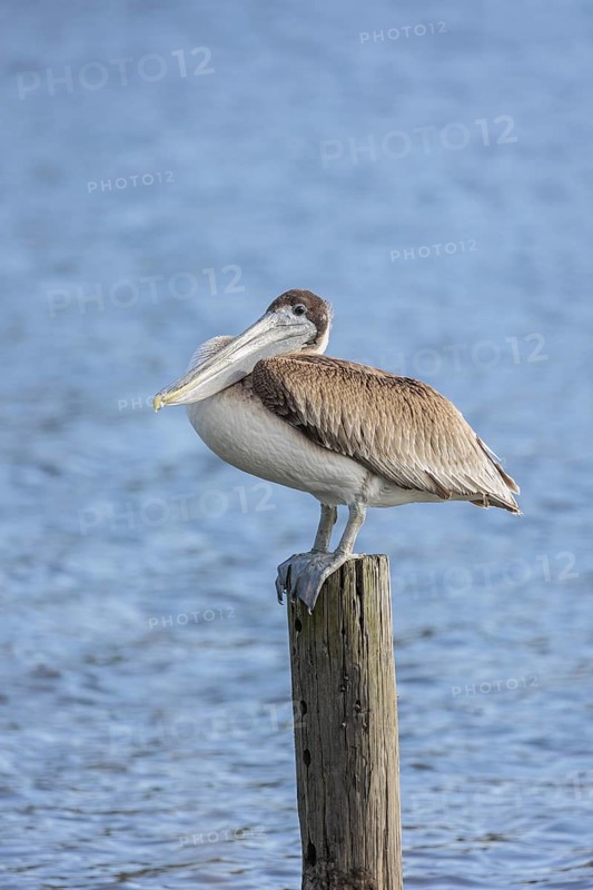 Juvenile brown pelican (Pelecanus occidentalis) perched on a wood piling in Alabama, USA