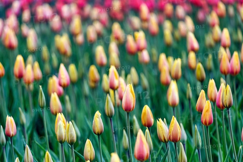 Tulipa polychroma (Tulipa), colourful tulip bed, Keukenhof gardens, Lisse, Bollenstreek, South Holland, Netherlands