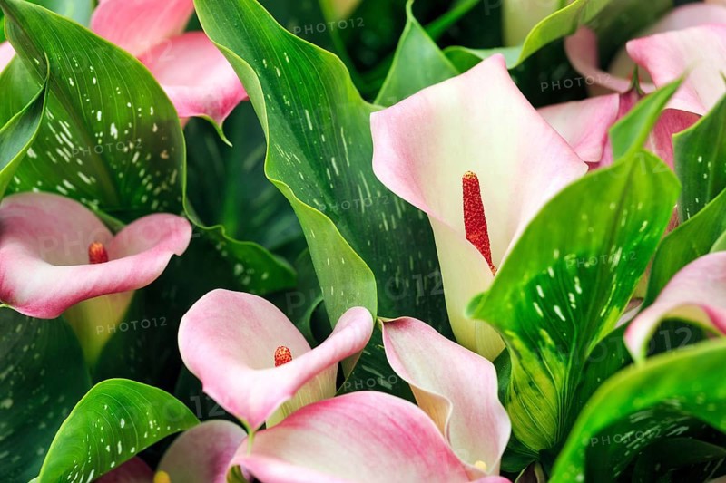 Calla, several flowers, close-up, Keukenhof gardens, Lisse, Bollenstreek, South Holland, Netherlands
