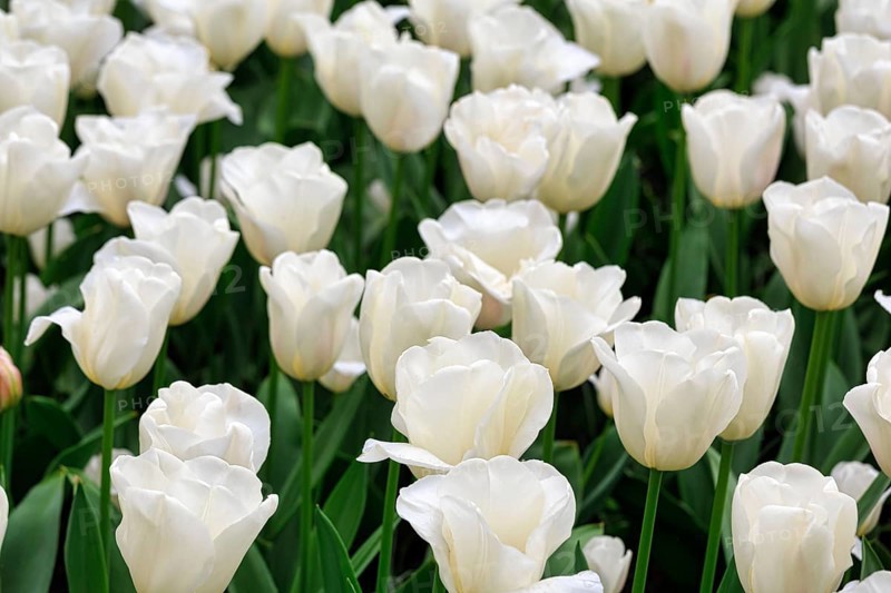 White tulips (Tulipa) in a flower bed, close-up, Keukenhof Gardens, Lisse, Bollenstreek, South Holland, Netherlands