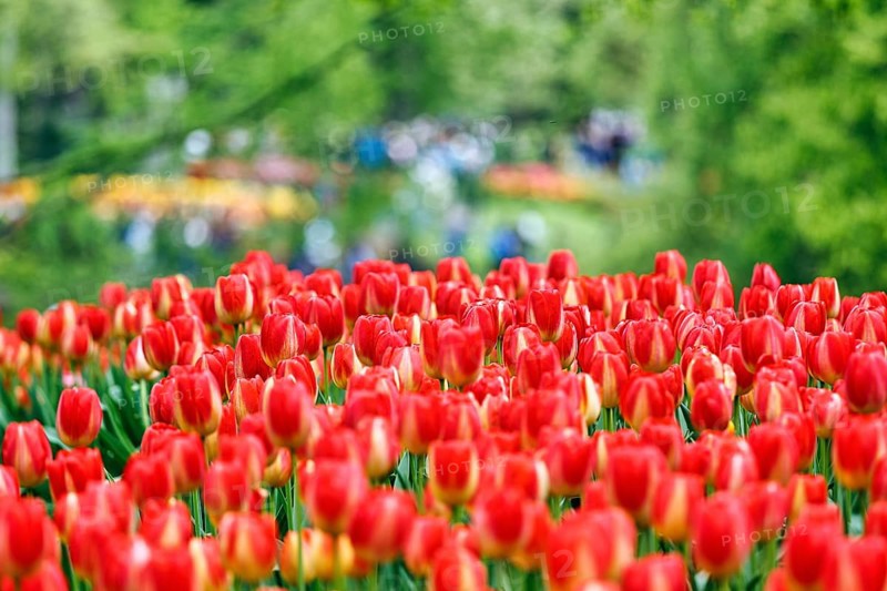 Red tulips (Tulipa), colourful tulip bed, Keukenhof gardens, Lisse, Bollenstreek, South Holland, Netherlands