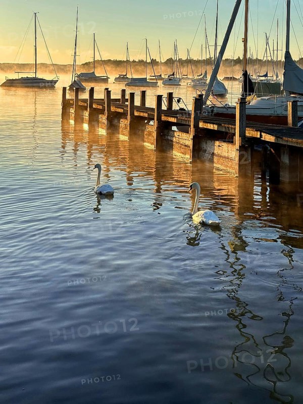 Evening mood, Two swans and sailing boats on Lake Starnberg, Bavaria, Germany