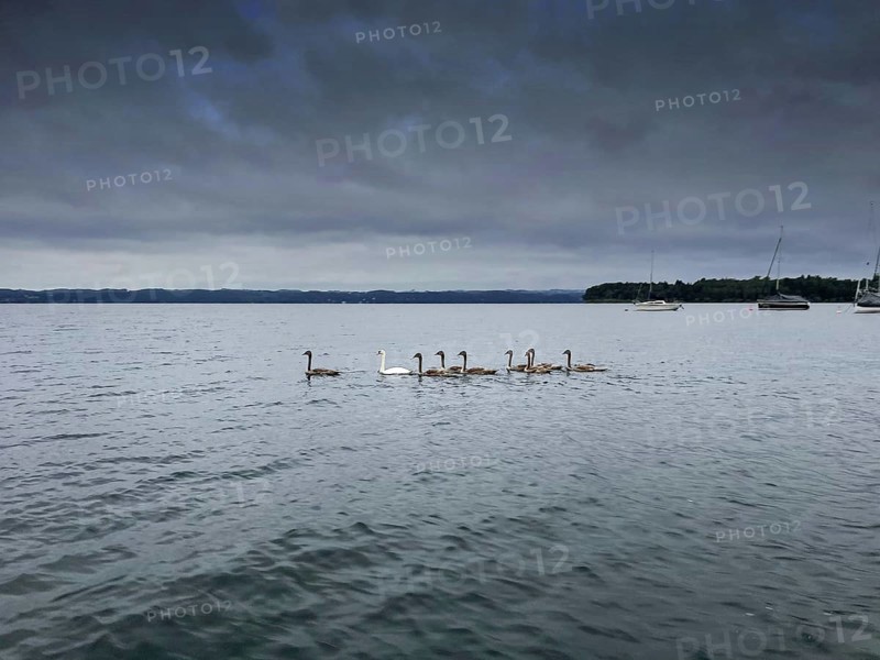 A group of swans swimming on Lake Starnberg, Bavaria, Germany