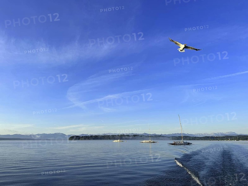Evening mood, a seagull flies over Lake Starnberg, Bavaria, Germany