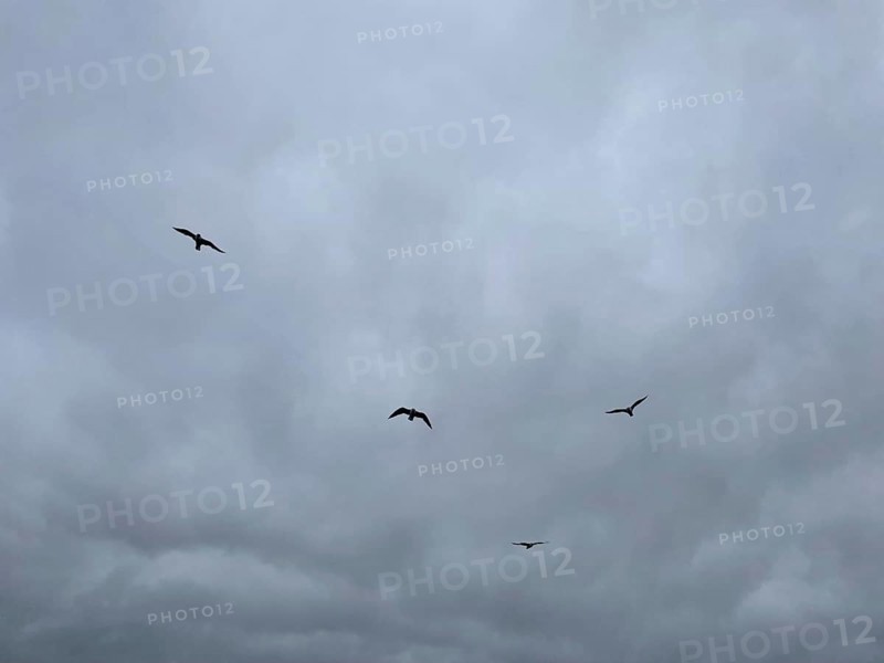 Four seagulls circling over Lake Starnberg, Bavaria, Germany
