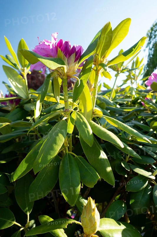 Rhododendron blossom, alpine rose, flower, plant, native garden, Germany