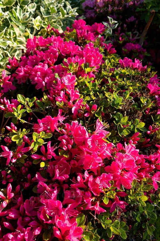 Azalea, flowers, plants, home garden, Germany