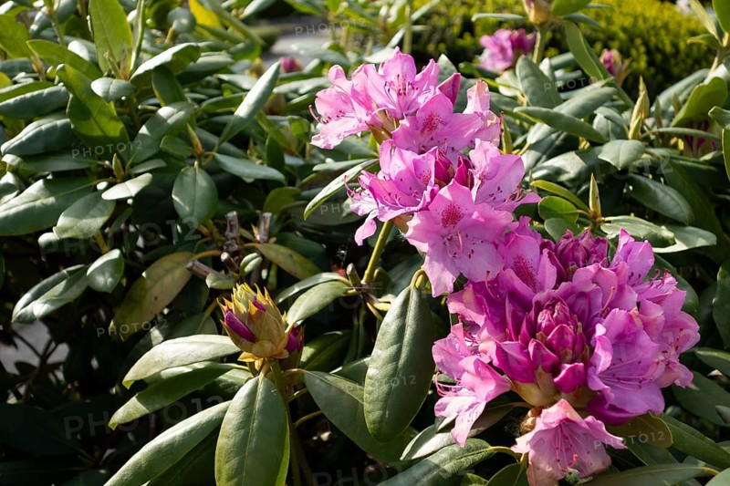 Rhododendron, variety English Roseum, flowers, plants, home garden, Germany