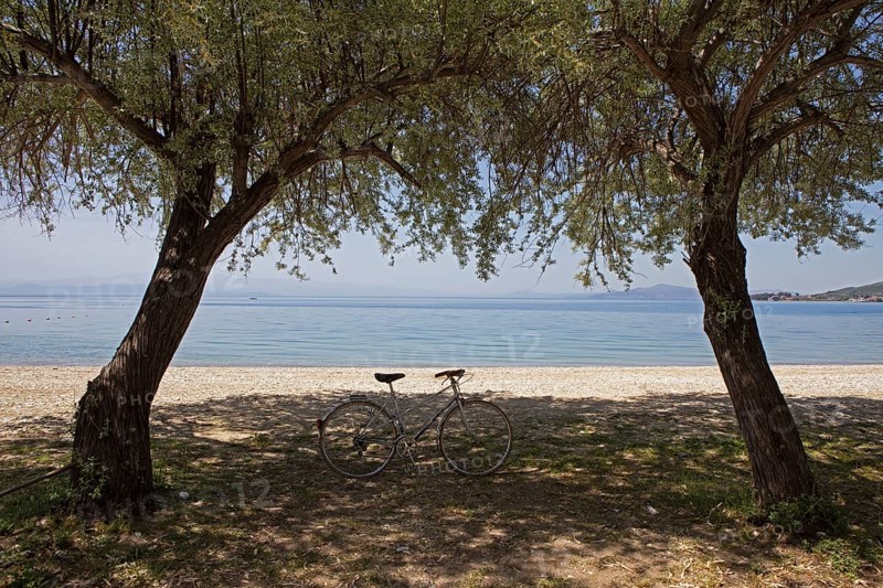Bicycle under olive trees on the beach of Kala Nera on the Pagasitic Gulf, Pelion or Pelion Peninsula, Magnisia, Thessaly, Greece