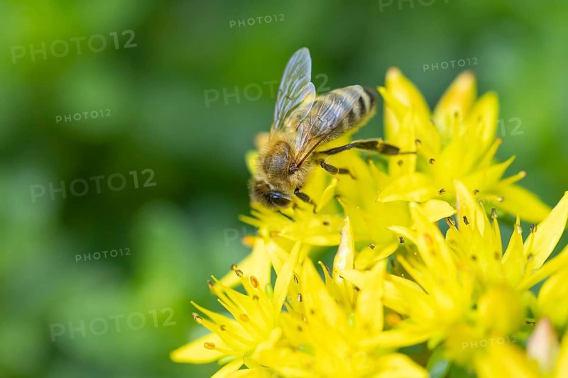 A bee (Apis) pollinating yellow flowers of pungent stonecrop (Sedum acre), Ternitz, Lower Austria, Austria