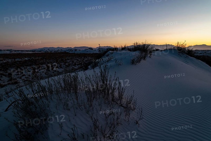 Desert grasses in flatter areas of the White Sands National Park in Alamogordo, New Mexico, USA