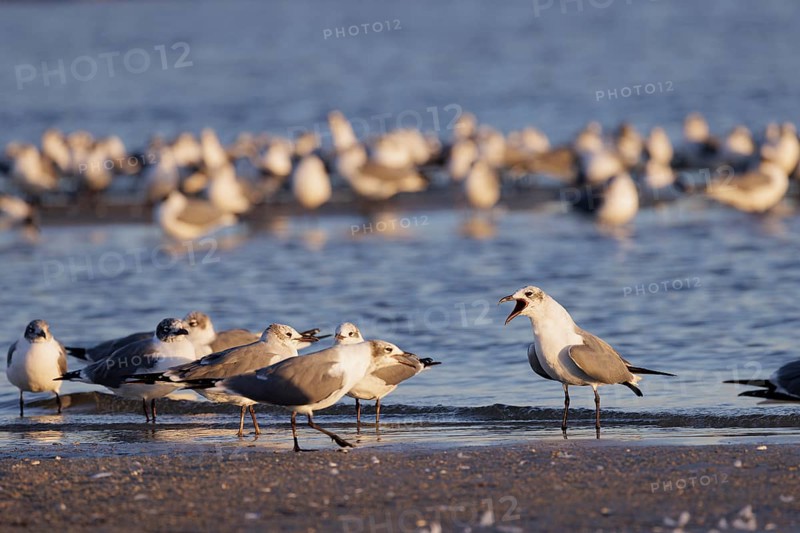 Seagulls wading at the waterline searching for food along the Mississippi Gulf Coast in evening light
