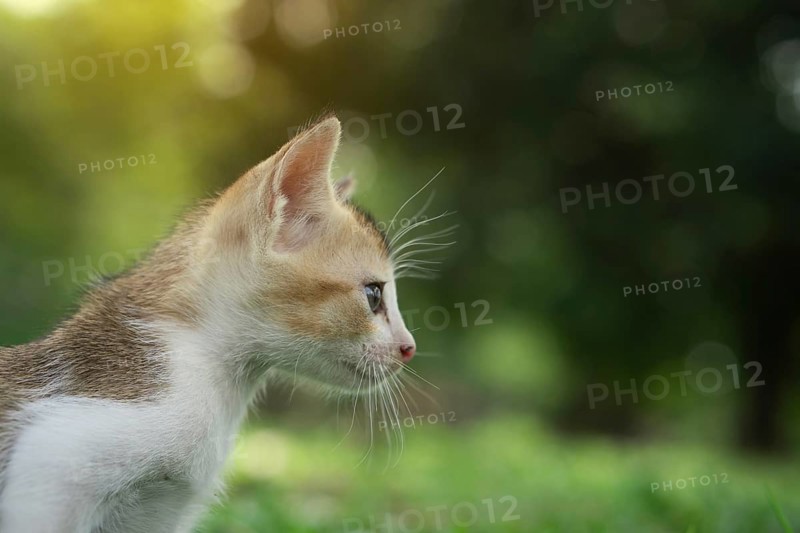 A close-up of a kitten with whiskers, Gazipur, Bangladesh