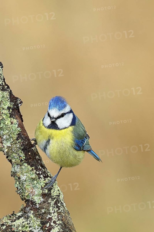 Blue tit (Parus caeruleus), sitting on a branch overgrown with lichen, Wilnsdorf, North Rhine-Westphalia, Germany
